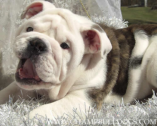 English Bulldog puppies picture